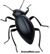 black beetle cast